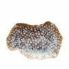 Plato Ovalado de Porcelana 30x20cm Reef Marine Tognana Profesional
